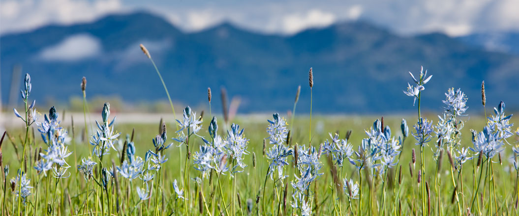 camas flowers